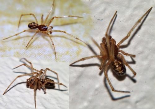 Steatoda triangulosa